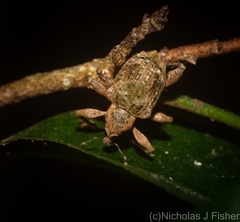 Eurychirus bituberculatus