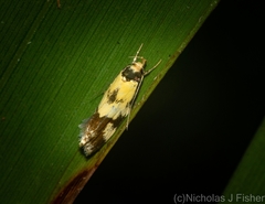 Compsotropha flavitincta