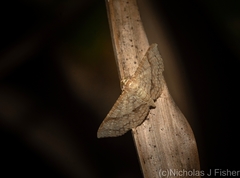 Addaea subtessellata