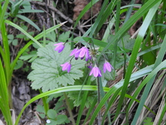 Primula matthioli