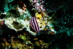 Phyllidiella rosans
