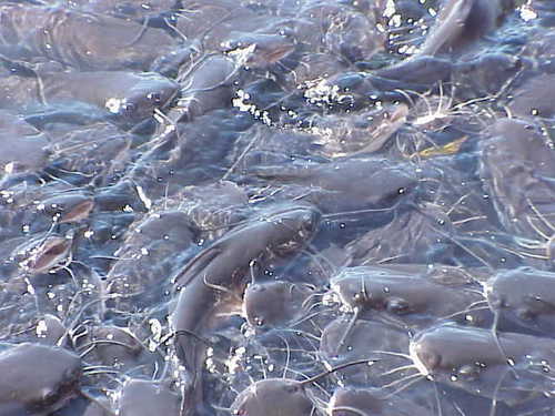 Midgley's catfish (Neoarius midgleyi) — Ariidae — 3