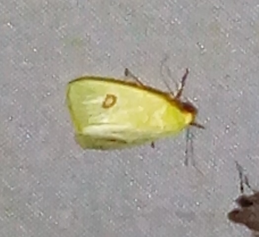 Earias rufopunctata