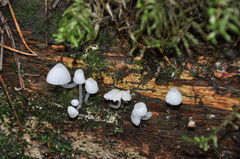 Phloeomana alba