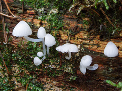 Phloeomana alba