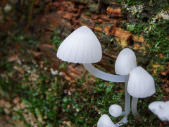 Phloeomana alba