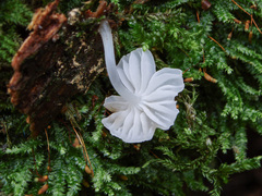 Phloeomana alba