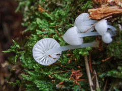 Phloeomana alba