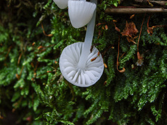 Phloeomana alba