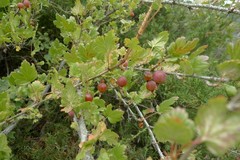 Ribes aciculare