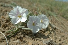 Convolvulus ammannii