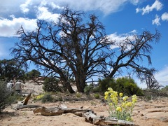 Oreocarya confertiflora