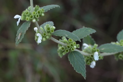 Leucas montana