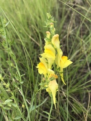 Linaria dalmatica dalmatica