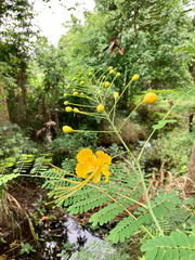 Caesalpinia pulcherrima flava