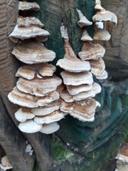 Fungi