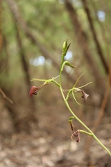 Cryptostylis ovata
