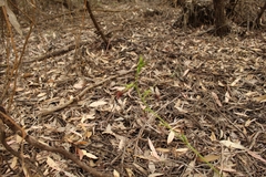 Cryptostylis ovata