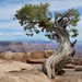 Juniperus osteosperma - Photo (c) Michael J. Papay, μερικά δικαιώματα διατηρούνται (CC BY), uploaded by Michael J. Papay