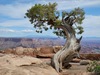 Utah Juniper - Photo (c) Michael J. Papay, some rights reserved (CC BY), uploaded by Michael J. Papay