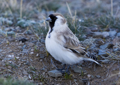 Montifringilla davidiana