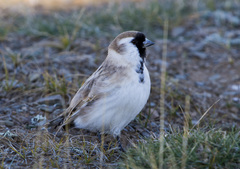 Montifringilla davidiana