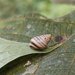 Drymaeus rufolineatus