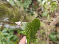 Drymaeus rufolineatus