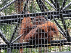 Pongo