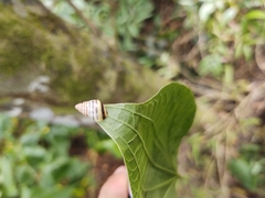 Drymaeus rufolineatus