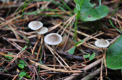 Mycena metata