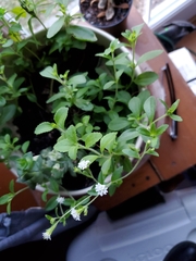 Stevia rebaudiana
