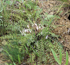 Astragalus dolichophyllus