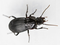 Abax carinatus