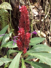 Justicia scheidweileri
