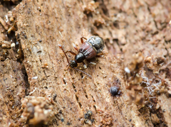 Tyrus mucronatus