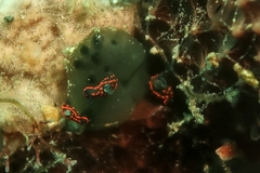 Nembrotha