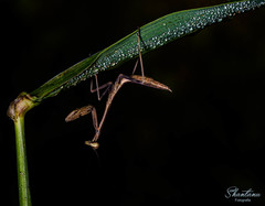 Hierodula membranacea