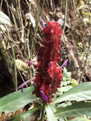 Justicia scheidweileri