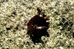Nembrotha
