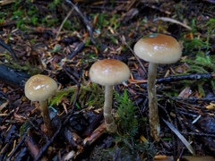 Hypholoma marginatum