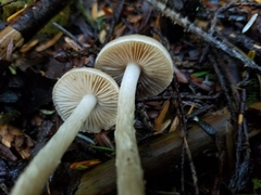 Hypholoma marginatum