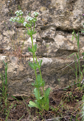 Valerianella uncinata