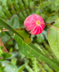 Glochidion littorale