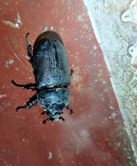 Oryctes rhinoceros