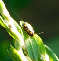 Pachybrachis hieroglyphicus