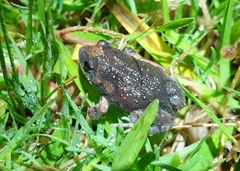 Uperoleia laevigata