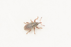 Tychius