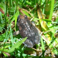 Uperoleia laevigata