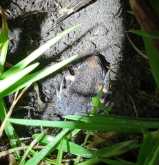 Uperoleia laevigata